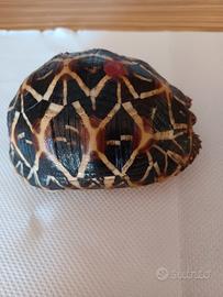 Tartaruga Geochelone Elegans S.Lanka
