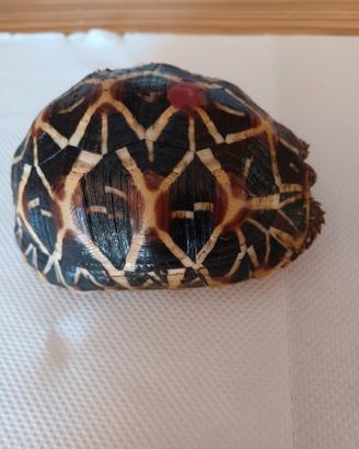 Tartaruga Geochelone Elegans S.Lanka