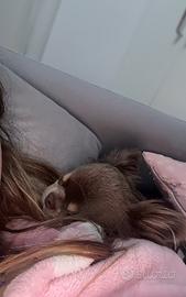 Chiuhuaha femmina pelo lungo