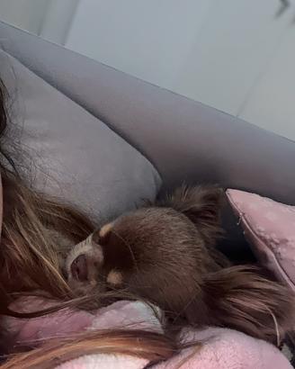 Chiuhuaha femmina pelo lungo