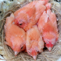 Allevamento Professionale