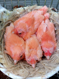 Allevamento Professionale