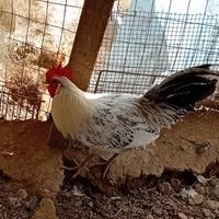 Gallo romagnolo
