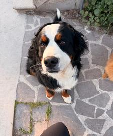 Bovaro del bernese