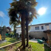 3 palme alte 7 metri