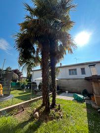 3 palme alte 7 metri