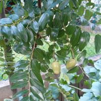 piante di giuggiole.