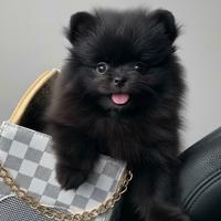 VOLPINO SPITZ di POMERANIA NANO CUCCIOLI NERI