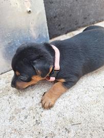 cucciola meticcia
