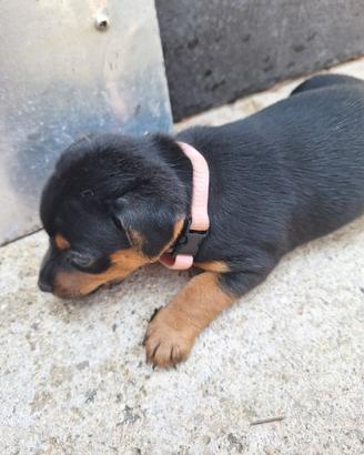 cucciola meticcia
