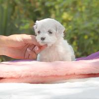 Cucciola di razza Maltese