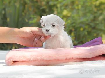 Cucciola di razza Maltese