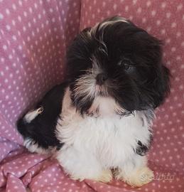 Shih tzu