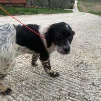 Cucciola di Setter inglese