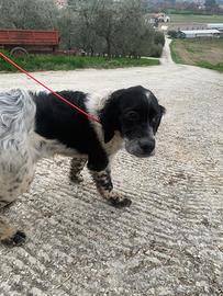 Cucciola di Setter inglese