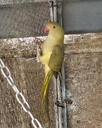 Pappagalli Parrocchetto dal collare