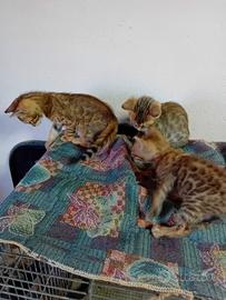 gattini  bengala 