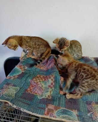 gattini  bengala 