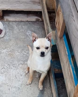 Cucciolone chihuahua