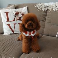 Barboncino toy per monta