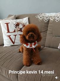 Barboncino toy per monta