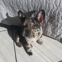 Bulldog francese