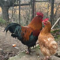 Galline Marans nero ramato