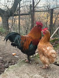 Galline Marans nero ramato