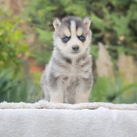 Cucciolo di Husky occhi azzurri