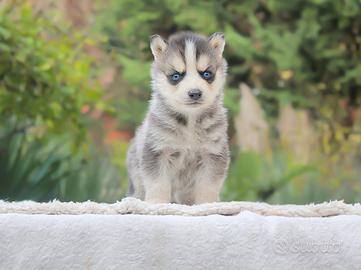 Cucciolo di Husky occhi azzurri