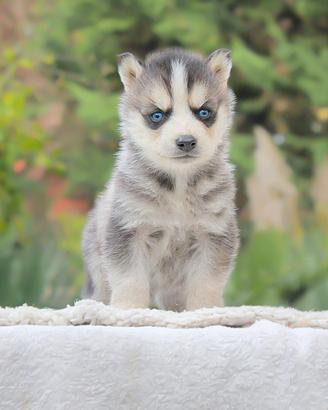 Cucciolo di Husky occhi azzurri