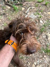 Bracco pointer - lagotto