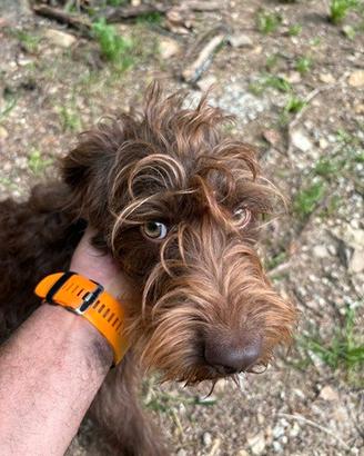 Bracco pointer - lagotto