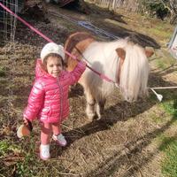 Mini pony falabella