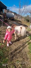 Mini pony falabella
