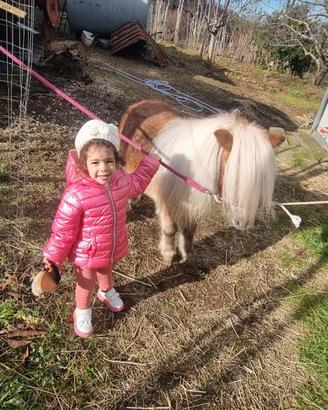Mini pony falabella
