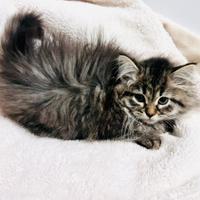 Gattina siberiana ipoallergenica Pedigree NATASHA