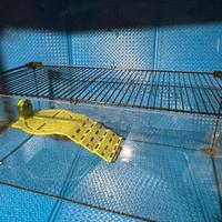 Acquario per tartarughe