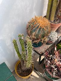 Cactus e piante grasse