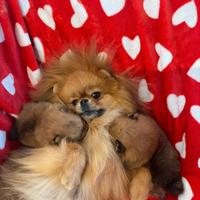 Spitz di pomerania