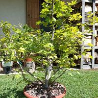 Bonsai acero campestre