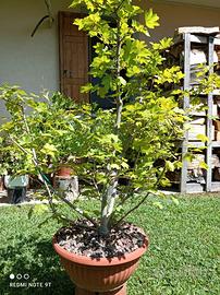 Bonsai acero campestre