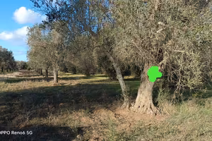 Terreni prezzo interessante