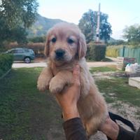 Golden Retriever M e F disponibili