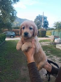 Golden Retriever M e F disponibili