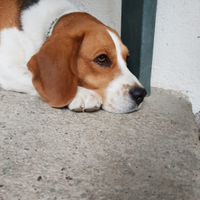 Beagle maschio tricolore per accoppiamento