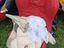 Immagine 4