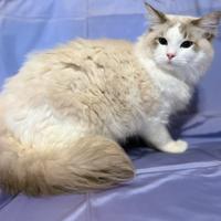 Cucciolone Ragdoll 11 mesi