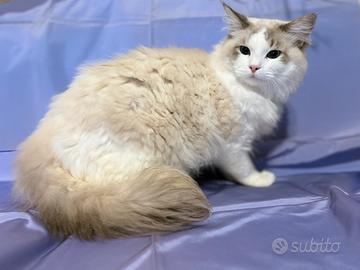 Cucciolone Ragdoll 11 mesi