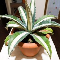 Agave americana v. mediopicta  'Alba'